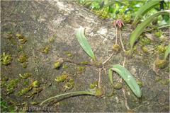 Bulbophyllum fischeri